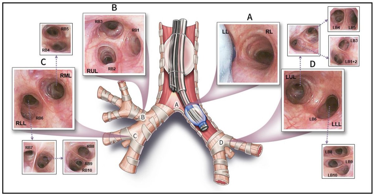 Critical Care Reviews tweet media