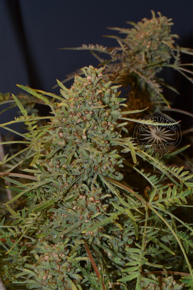 Freakshow Cannabis tweet media