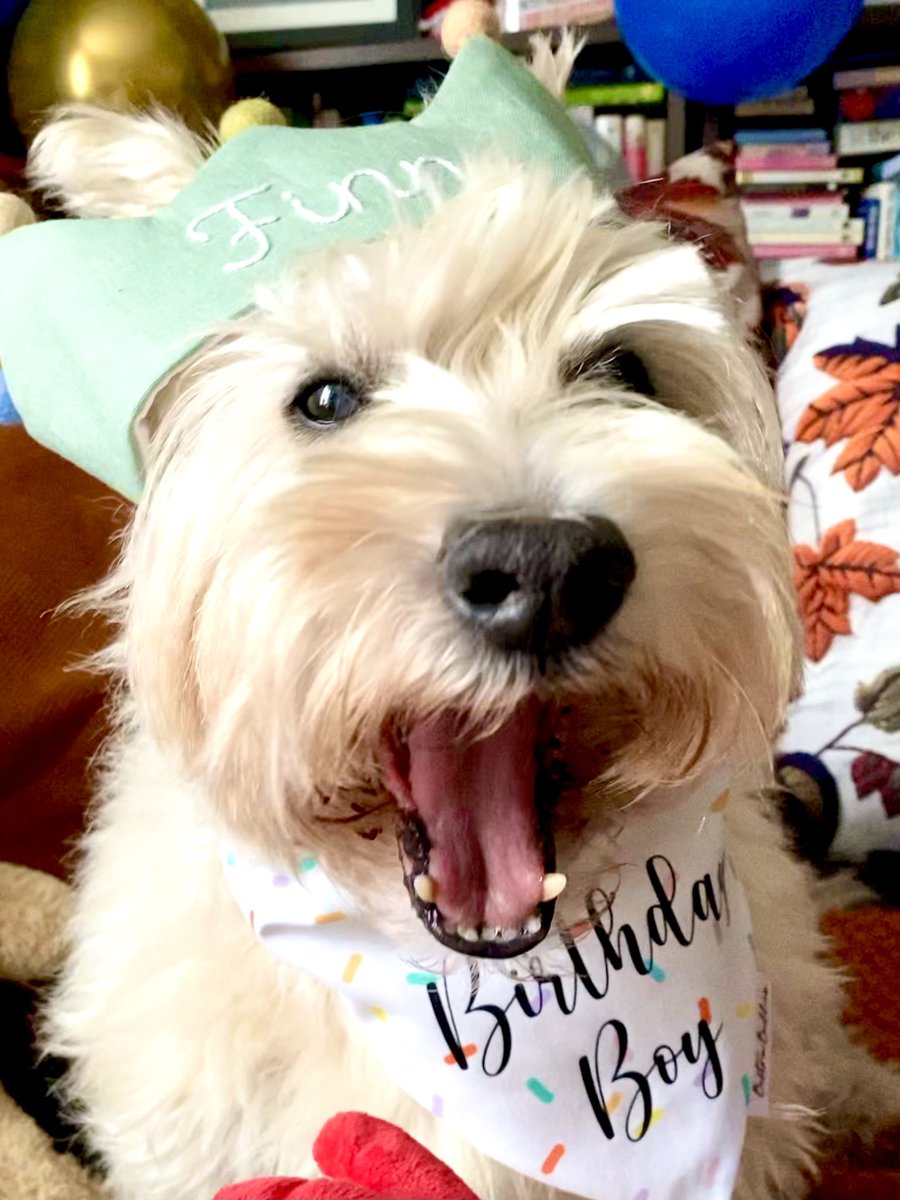 🌈Finn The Wonder Westie tweet media