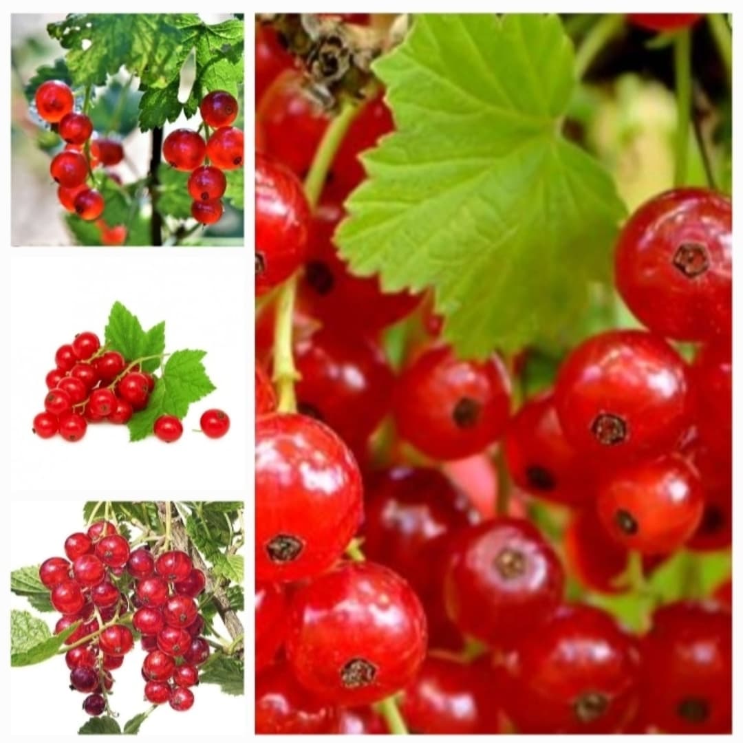 A lovely splash of Autumnal colour on this dark and damp morning.  Beautiful paintings of red currants. Well done everyone. 👏👏👏