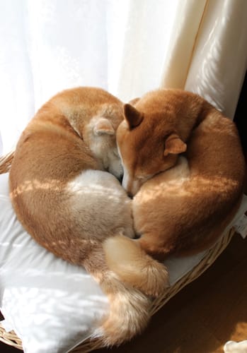 ShibaEveryHour's tweet photo. https://t.co/1BPfKY7izM