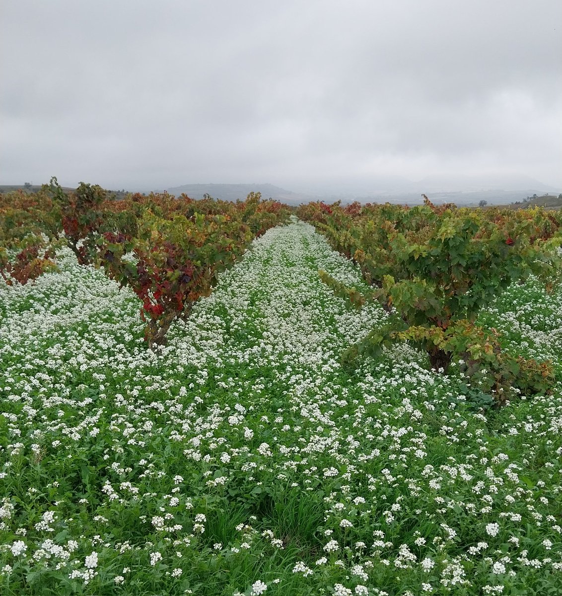 Sergio MB (@sergiomabal) on Twitter photo 