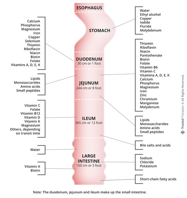 BioavailableNd's tweet photo. Most nutrients (95%) are absorbed in the small intestine, electrolytes and vitamin K even further down in the large intestine. If you are chronically deficient, constantly supplementing with little improvement: optimizing gut health is crucial. 

Root causes: 
- Low stomach acid and slow bile pathways from toxicity and pathogens. 
- Brain/Gut connection is inflamed 
- Emotional trauma and stress 
- Abdominal surgery can cause scar tissue and reduce mobility
- Oral flora has a significant impact on gut microbiome
- Overuse to medication like PPIs, antibiotics, antidepressants

Supports:
- Seek for infections 
- Betaine HCL, bitters, digestive enzymes pre meals 
- Fascia blasting if scar tissue 
- Pay particular attention to stress and adrenal health
- Focus on brain-gut and thyroid-gut axis 
- B vitamins deficiencies like thiamine, biotin