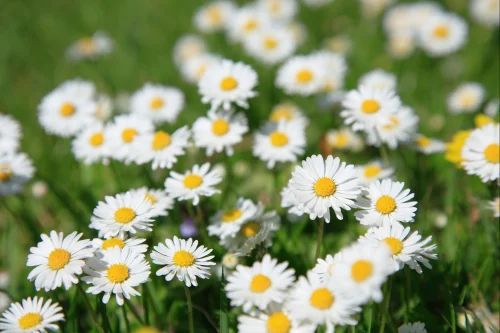 Between 1987 and 1996,

KENYA was the leading exporter of PYRETHRUM. - WORLDWIDE!

30% of the world's Pyrethrum products were from Kenya's Pyrethrum.

Do you know what that meant for Kenya's GDP?

Pyrethrum is used to manufacture repellents, insecticides, and air sprays.