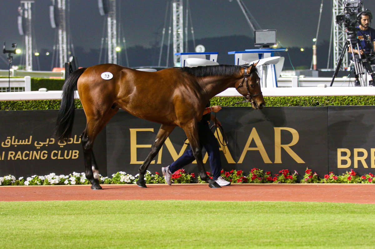 Goffs (@goffs1866) on Twitter photo #GoffsDubai grad LABELING wins the Listed Shinetsu Stakes at Niigata 🇯🇵
4YO colt by Frankel (<a href="/JuddmonteFarms/">Juddmonte</a>) was bred by Nick & Alice Nugent & sold by Neilstown Stud to <a href="/LowryGerard/">gerard lowry</a> at #GoffsNovember & resold by <a href="/StablesFarm/">Church Farm Stables</a> to Hirokazu Okada / Big Red Farm in 🇦🇪 #GoffsDubai grad LABELING wins the Listed Shinetsu Stakes at Niigata 🇯🇵
4YO colt by Frankel (<a href="/JuddmonteFarms/">Juddmonte</a>) was bred by Nick & Alice Nugent & sold by Neilstown Stud to <a href="/LowryGerard/">gerard lowry</a> at #GoffsNovember & resold by <a href="/StablesFarm/">Church Farm Stables</a> to Hirokazu Okada / Big Red Farm in 🇦🇪