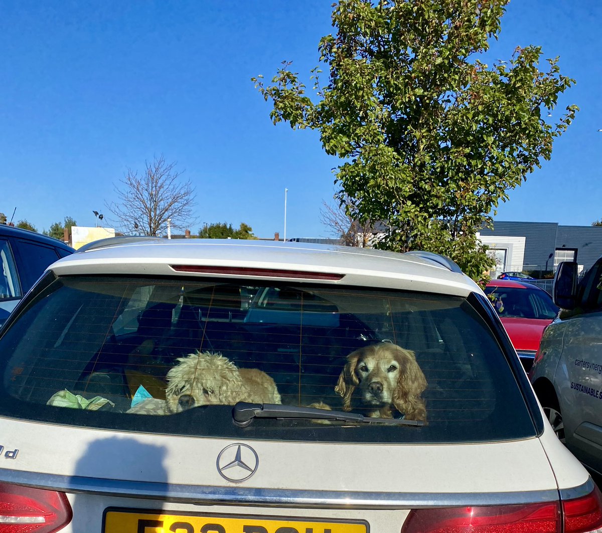 SpanielsSuper's tweet photo. Mum went to see VetNeil with Ronnie
She left us behind for ever on our own😞
#HowCouldShe #Abandoned
#FinallySheReturns https://t.co/XDMuqohayc