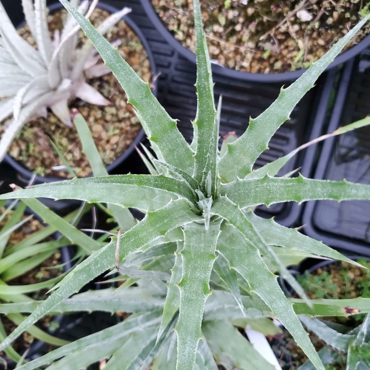 ヘクチア Hechtia 'Lynn' ヘクチア Hechtia 'Lynn'