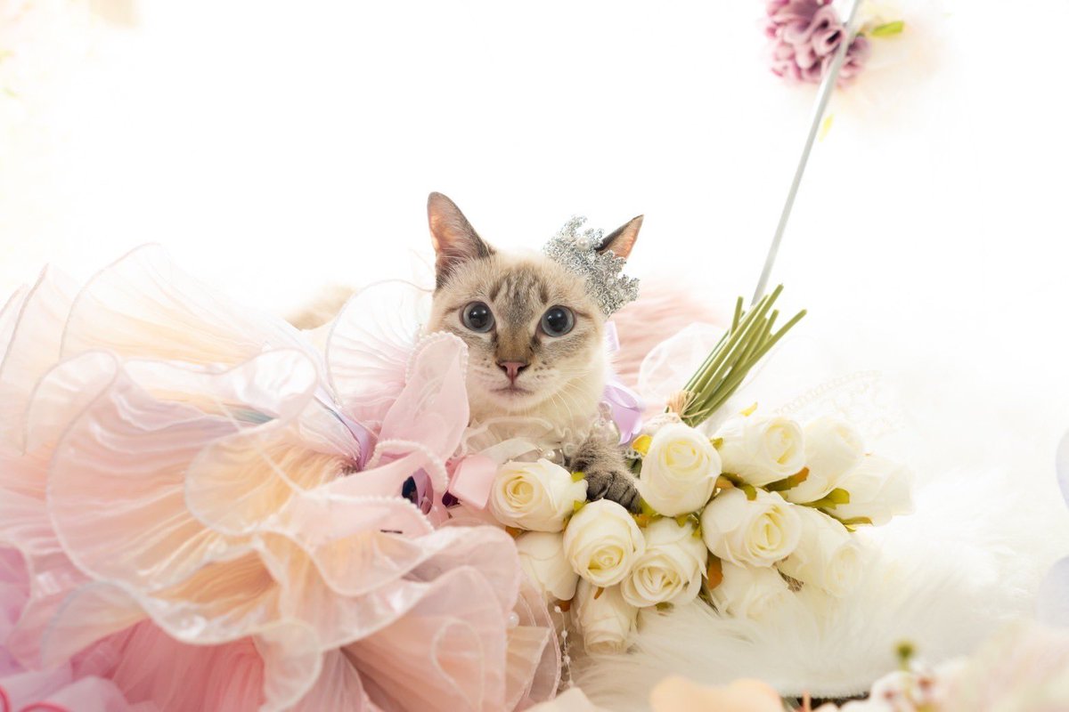 ねこやしき ねこやしきもふもふ (@neco_noelciel) / Posts / X