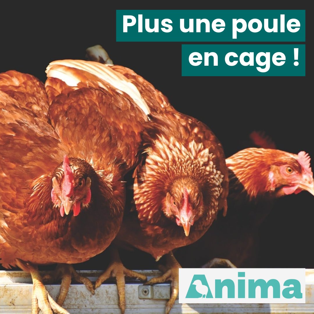 🎉 ENFIN ! Assiettes Végétales a quitté ses feuilles pour se faire poser de jolies plumes. 
Avec nous, vous devenez Anima. Voici votre mission 🐓 bit.ly/3Yo66i4