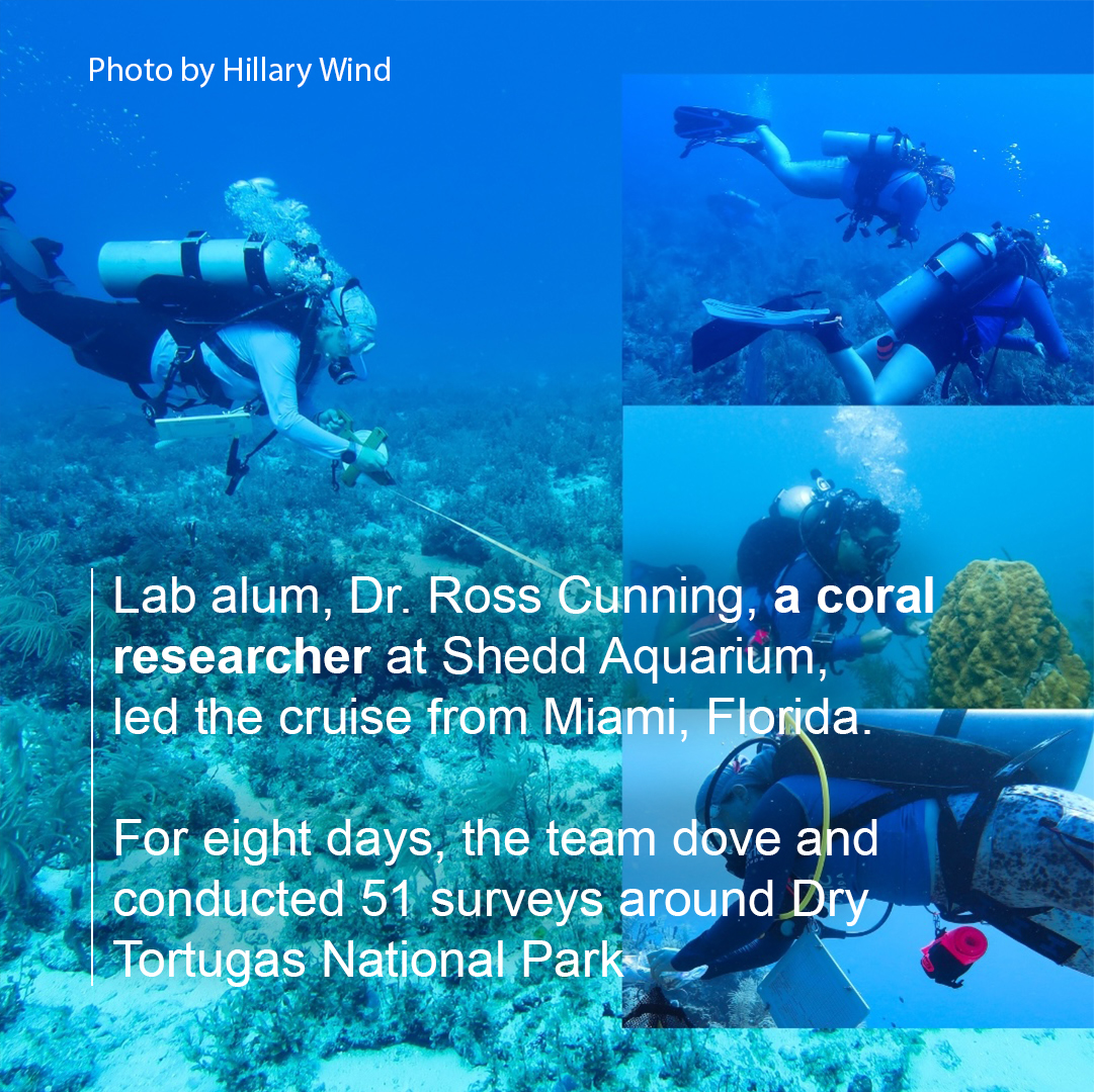 CoralReefFuture's tweet photo. Late this summer, coral researchers from @CoralReefFuture Lab, @shedd_aquarium, @MyFWC, and @USouthFlorida (USF) embarked on a research expedition to the most remote island of the Florida Keys, the Dry Tortugas @DryTortugasNPS. ⛴️⚓️

While aboard the research vessel Coral Reef II, Shedd researchers Ross Cunning @jrcunning, Hillary Wind, and Trinity Conn brought along Coral Reef Futures lab members Cailyn Joseph, Fabrizio Lepiz @aqua_tico,  Alexandra Wen @adew24, and lab alumni @sanauzalaei and Sam Schneider to collect data and conduct health surveys, along with FWC's Sharla Sugierski and USF's @MatthewHGamache.