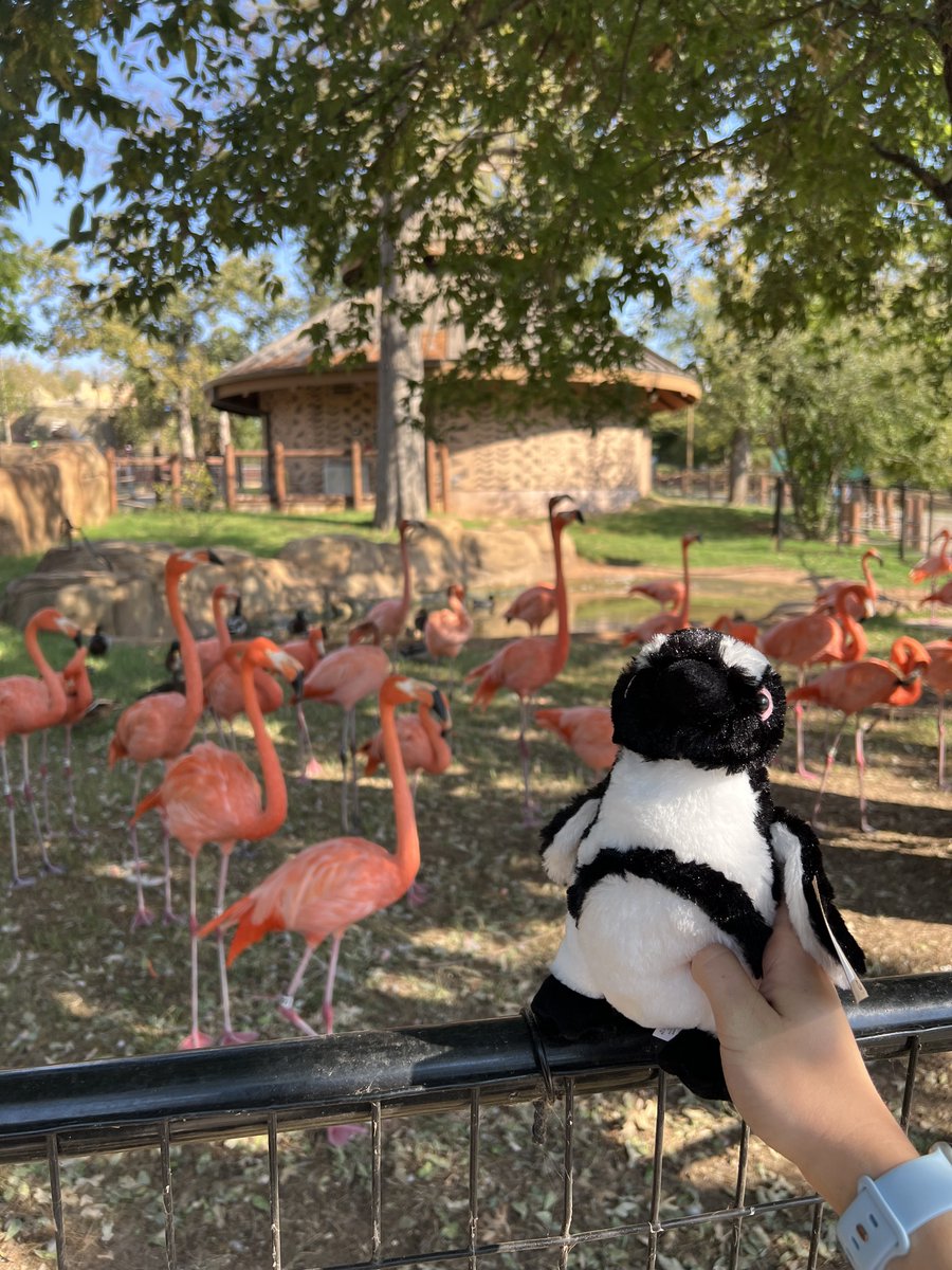 Oklahoma City Zoo and Botanical Garden tweet media