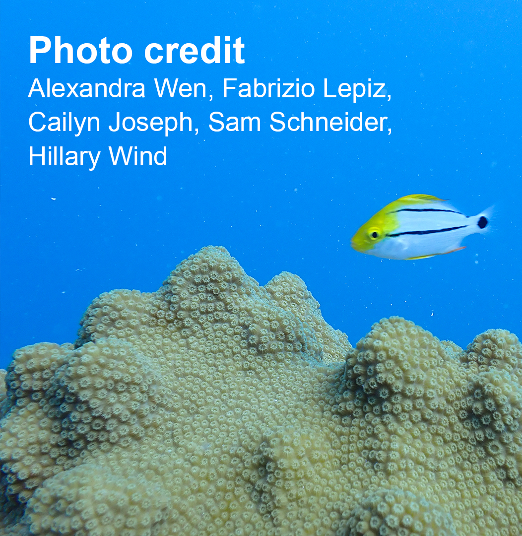 CoralReefFuture's tweet photo. Team members successfully collected samples of #staghorn coral at an unlikely depth of around 40 ft. These samples were collected to build a genetic repository of corals. 🧬🪸

Small tissue samples were taken to compare algal symbiont communities across multiple disturbances in particular stony coral tissue loss disease (SCTLD) and coral bleaching events. The samples taken this summer will be compared to samples taken in 2019 before SCTLD was reported in the Dry Tortugas.
Thank you to our team and collaborators for your hard work throughout this cruise!
#coralresearch #coralecology #coralsampling #coral #coralrestoration #drytortugas #SCTLD #algalsymbionts #floridakeys