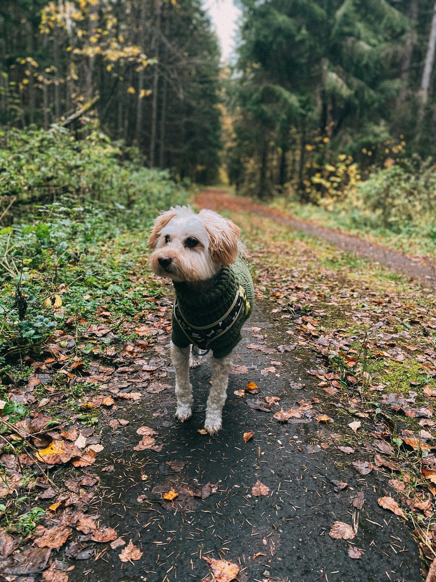 dezdogpound's tweet image. Keep your dog cozy this winter with warm coats, booties, and paw balm. Protect them from the cold, snow, and ice so they can enjoy the season comfortably. Winter gear for happy pups!

#DogApparel #WinterDogWear #ColdWeatherDogs #FallDogFashion #WarmDogClothes #DogSweaters #Fall
