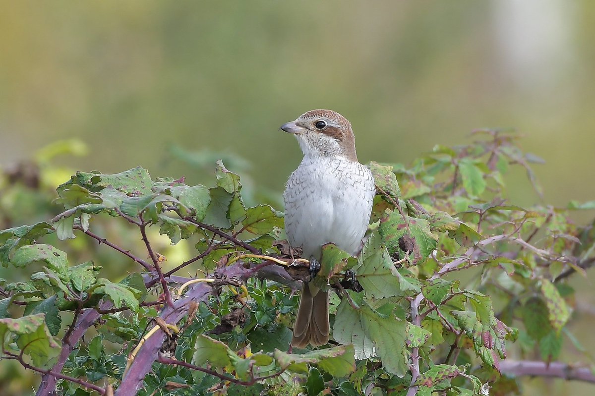 Red Backed Shrike, Bedfordshire