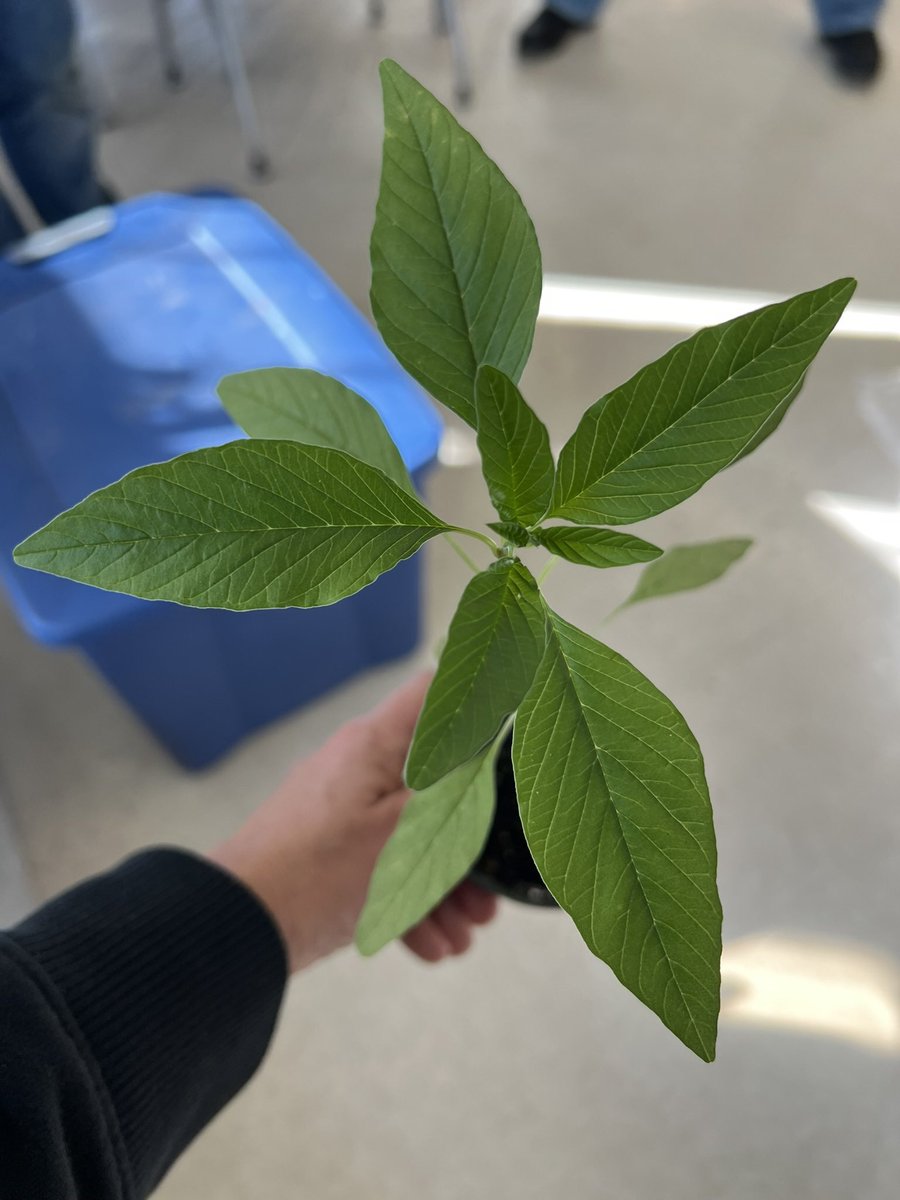 Grown from seed collected from a combine header