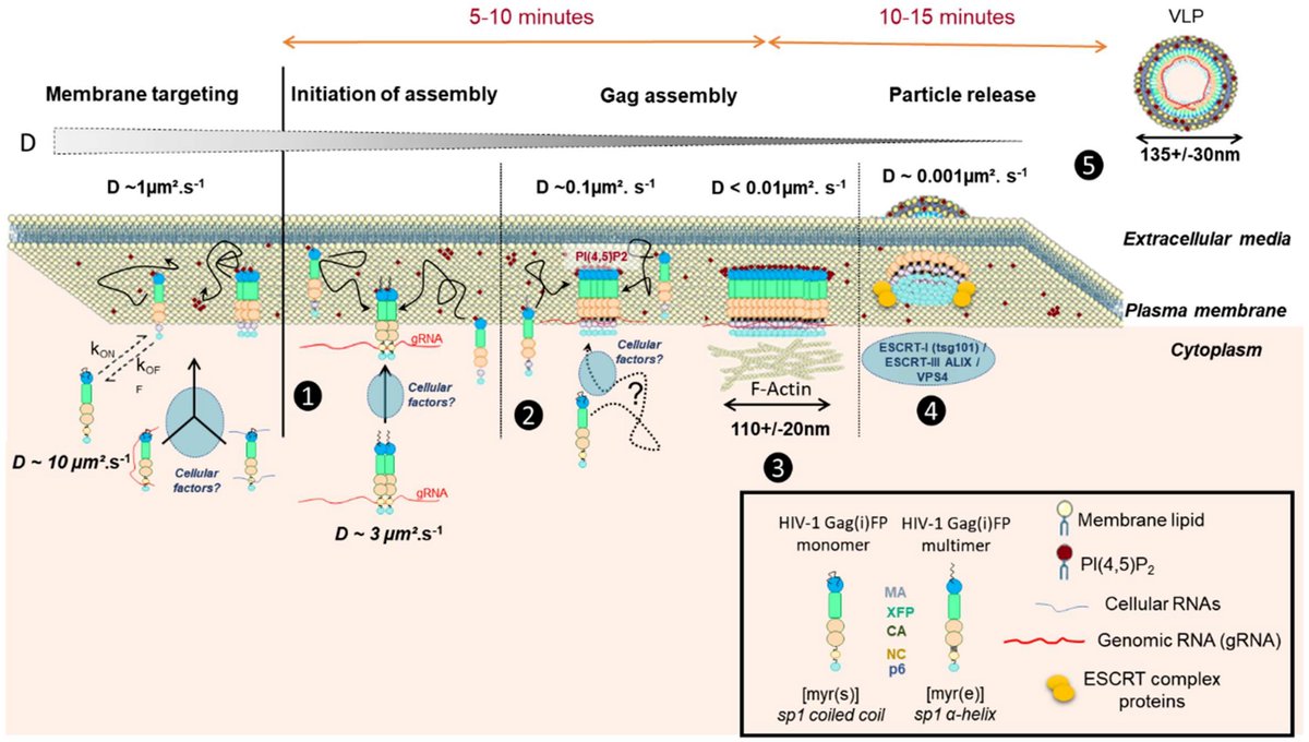 📢Cyril Favard from IRM Montpellier, will give a seminar Wednesday 16th of October hosted by the LAI! His talk is  entitled: "Mechanics and Kinetics of HIV-1 assembly in living T cells:  insights from single/few molecule dynamics"
 
Location: Luminy campus, Amphi 12, Bat B.