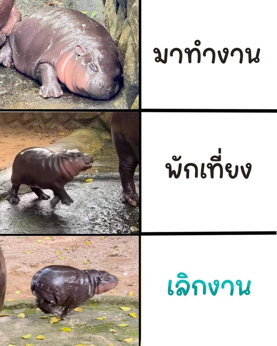 สวนสัตว์เปิดเขาเขียว Khao Kheow Open Zoo tweet media