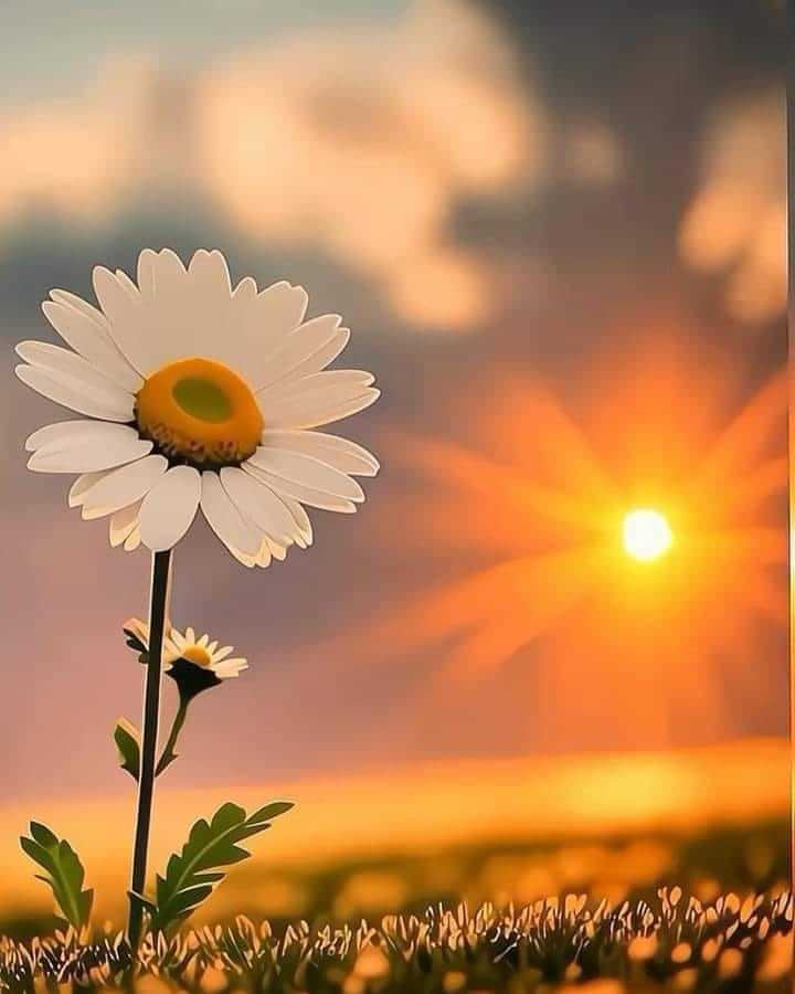 FelipeSantosArg's tweet photo. N A D A  V U E L V E🌼
a ser lo mismo 
dos veces.
Ni el amor, 
ni las personas.
Ni la Vida ...
Con el tiempo todo pasa. 
he visto, con algo de paciencia, a lo inolvidable volverse olvido, y a lo imprescindible sobrar.🦋

- Gabriel García Márquez. https://t.co/OvnsgAbwQU