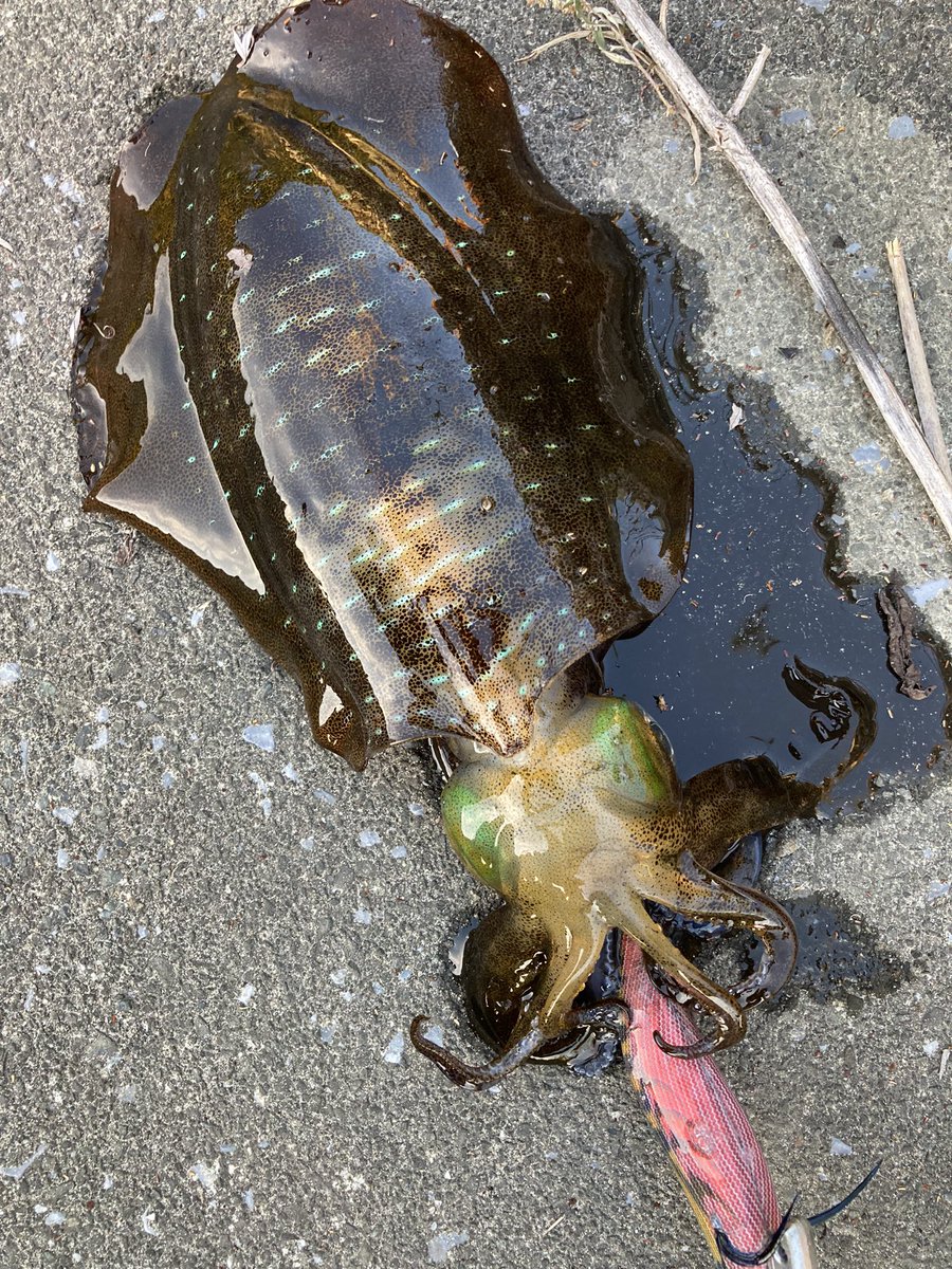 yu_87c's tweet photo. 今日もアオリ狙いで岩手県南エリアをランガン
時合を掴んで15cmくらいの8匹でした https://t.co/50QTjab8NQ