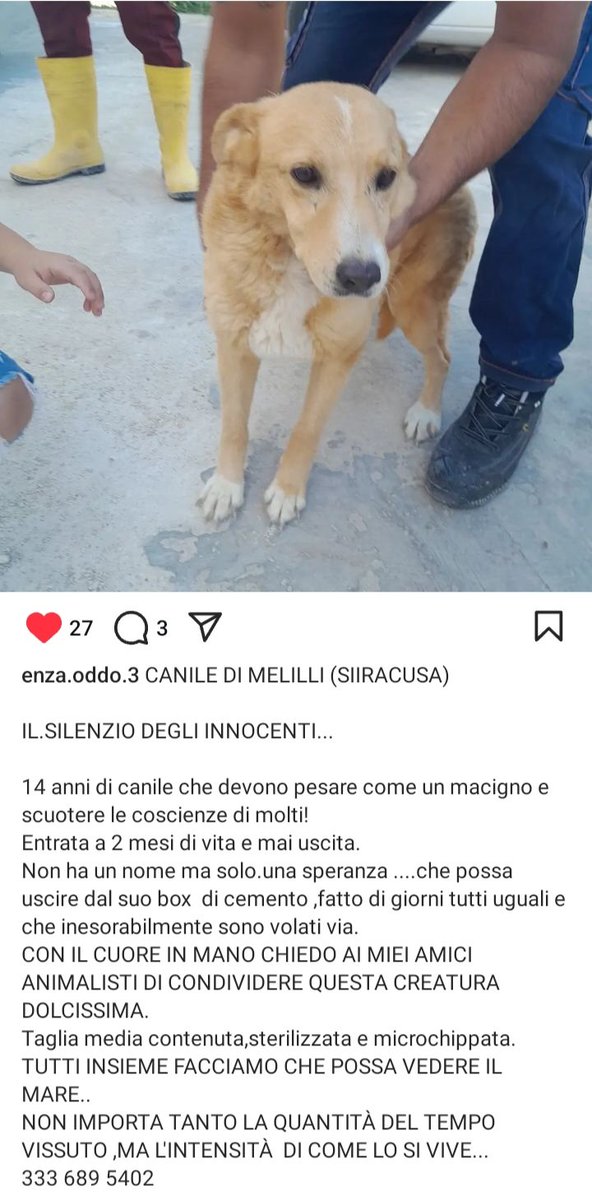 URGENTISSIMO🆘🆘🆘🆘🆘️☎️3336895402🐕"Insegnami a sognare
Non so più come si fa💔"Una creatura meravigliosa, 14 anni tutti in canile ,soffre terribilmente 😭aspetta la sua rivincita ADOTTATELA VI PREGO VUOLE VIVERE FUORI DA QUEL BOX DI CEMENTO 🙏😔🏡#adotta