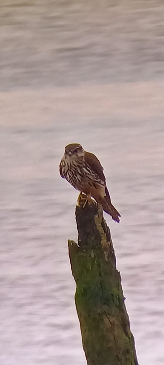 Very obliging Merlin see at Turf Locks pub this morning. Picture taken on digiscope.