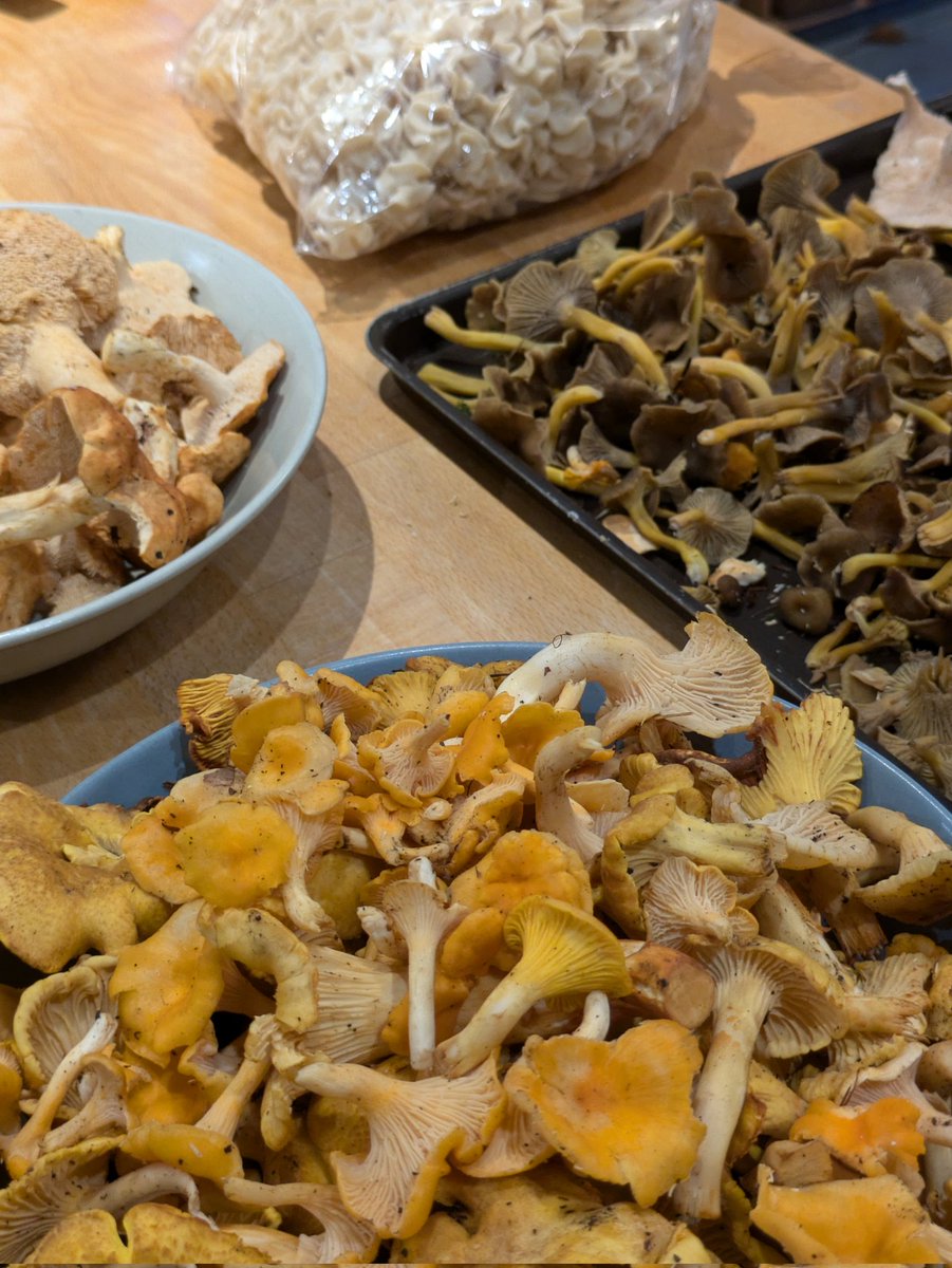 pircasa's tweet image. GN with a comet and some mushrooms. Glorious autumn weekend (Corronsac and Durfort, France)