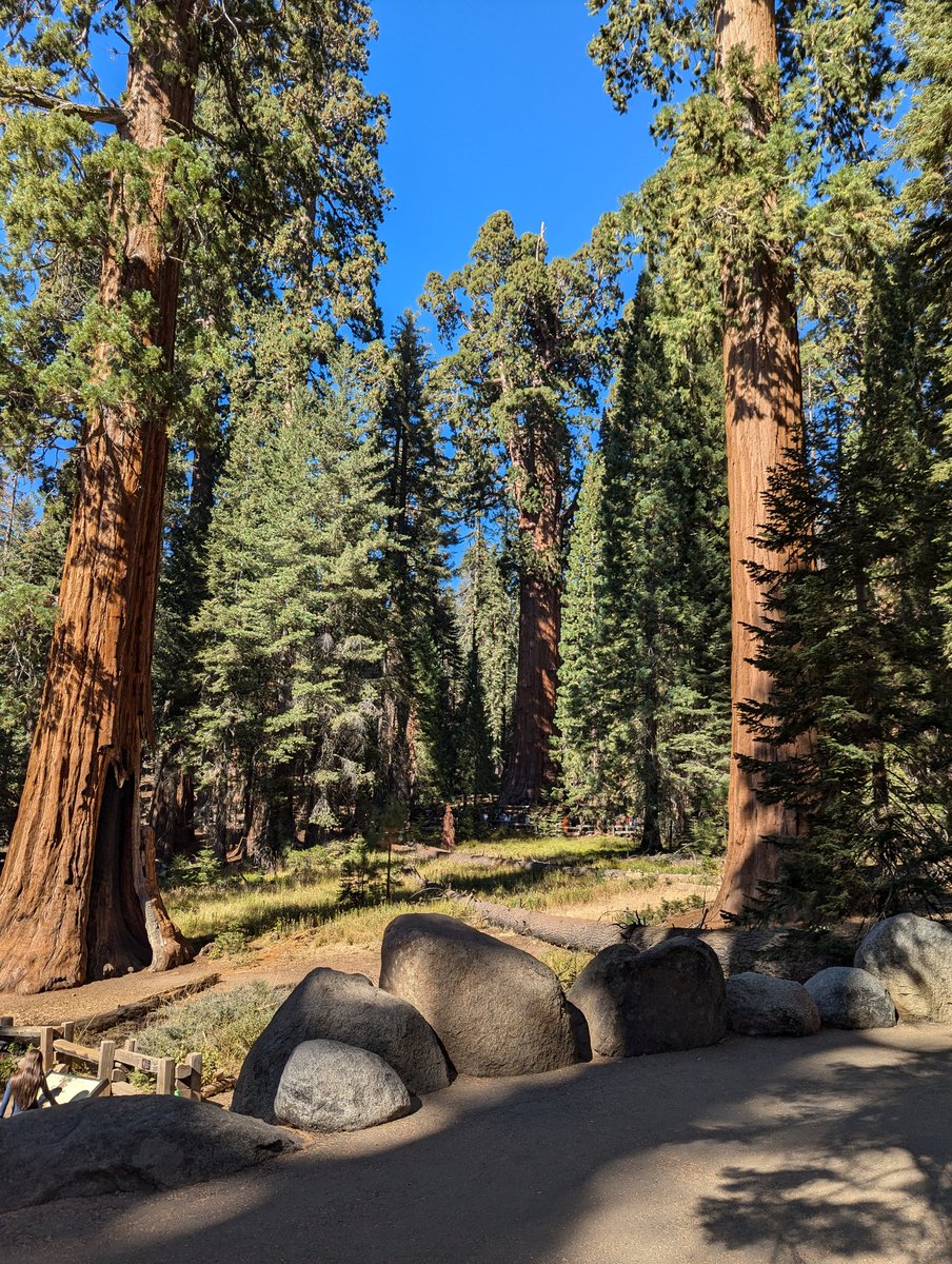 To protect its gentle giants, nature gave sequoias woodland camo to help them blend in with the forest.
