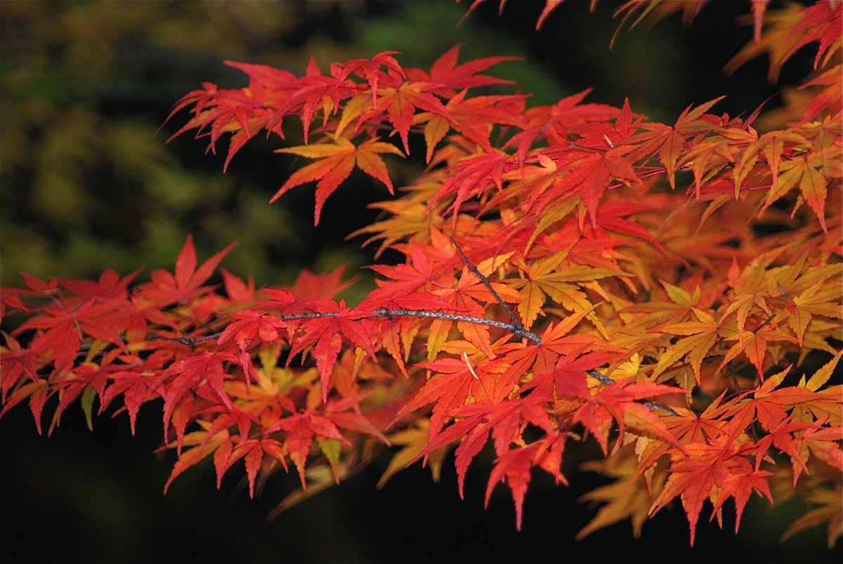 Fall color is reaching its peak here at the Wallingford Garden. Time to plan your tree care and maintenance. Call or email the Garden Hotline about your questions for Fall, Winter and Spring tree pruning. 206.633.0224 or help@gardenhotline.org.
