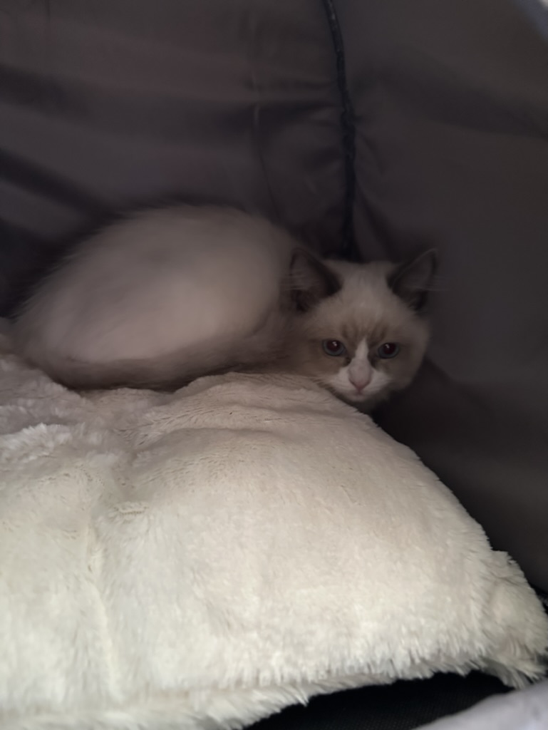 Yesterday someone made a token of my cat (lol)

It then sold minted out of the <a href="/stxcity/">STX CITY</a> bonding curve and traded $65k in less than 24 hours making it the 2nd highest volume EVER on the platform. 

I bought 9% of the token personally. Let's do some fun stuff. $CLIVE