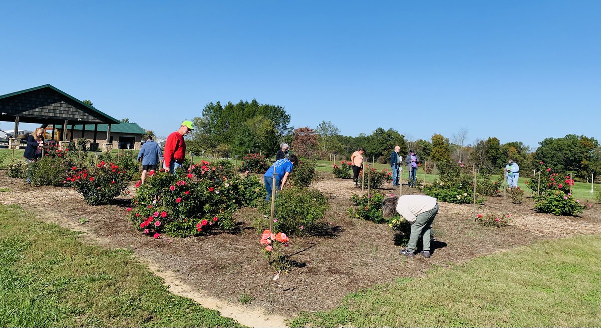 Ranabhat Nar (@utplantpathodoc) on Twitter photo Enthusiastic Master Gardeners from Cumberland County participated in rating Rose Rosette and Black Spot diseases in #Roserosette extension demonstration trials at the UT Plateau AgResearch and Education Center, Crossville, TN. #RRD <a href="/epp_tn/">UT Entomology & Plant Pathology</a> <a href="/utextension/">UT Extension</a>
<a href="/SustainableRRD/">Sustainable Roses</a> Enthusiastic Master Gardeners from Cumberland County participated in rating Rose Rosette and Black Spot diseases in #Roserosette extension demonstration trials at the UT Plateau AgResearch and Education Center, Crossville, TN. #RRD <a href="/epp_tn/">UT Entomology & Plant Pathology</a> <a href="/utextension/">UT Extension</a>
<a href="/SustainableRRD/">Sustainable Roses</a>