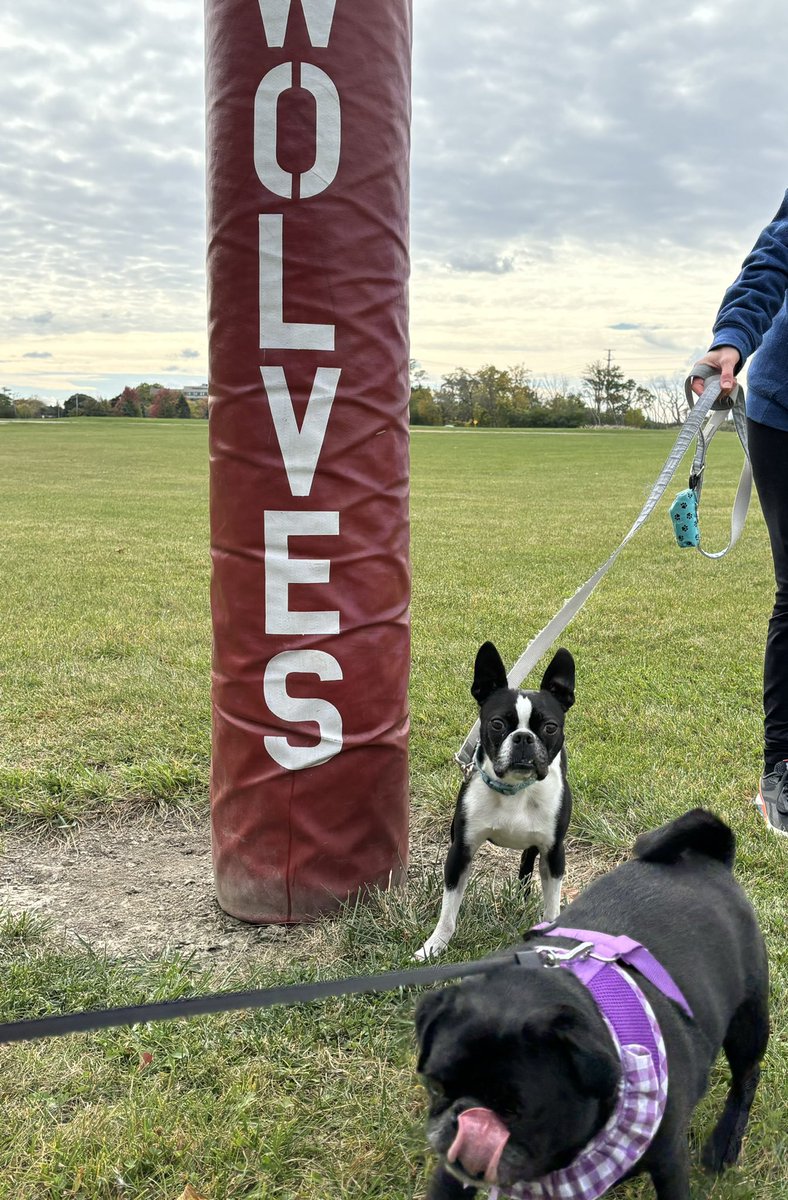 Pawesome_BTBros's tweet photo. Guys! Me n’ mommy meeted Tatum n’ Boss Lady @ScribblePug! Theys was the sweetest, and wees took a nice walk. Me finks wees makes a good couple, whatcha say? ❤️❤️❤️ #dogsofX #DogsofTwitter #bostonterrier #pugtalk #dontsayiminlove #bffs #MondayFeeling #mondaymeetup https://t.co/KkJowC9k3g