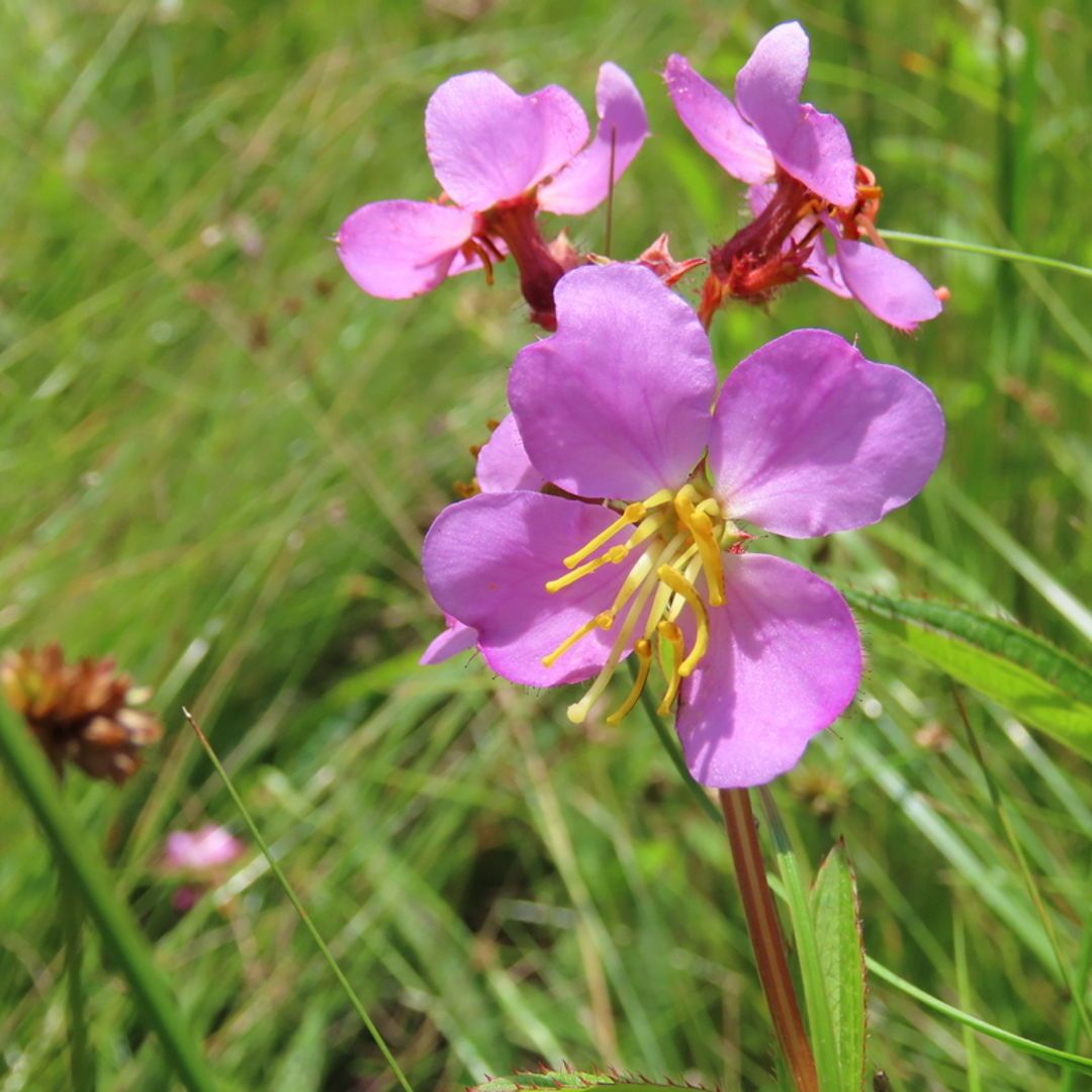 Rhexia virginica, commonly known as Virginia Meadow Beauty or Handsome Harry, is a perennial wildflower native to the wetlands and moist meadows of eastern North America.  (photo by geosesarma)

#nativeplants #wildflowers #floraandfauna #botanicalbeauty #naturelovers