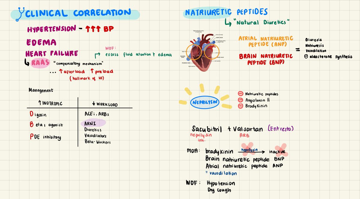 chlowmoxiclav's tweet image. small win cos i got to explain RAAS and the MOA of sacubitril-valsartan in our sgd!! doc nico’s pcol lec is high-yield, even up until med school 🫀