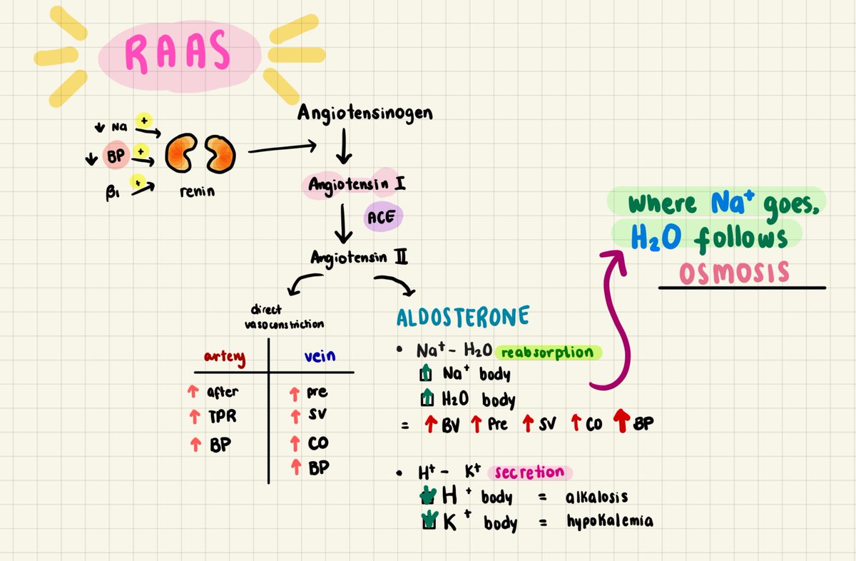 chlowmoxiclav's tweet image. small win cos i got to explain RAAS and the MOA of sacubitril-valsartan in our sgd!! doc nico’s pcol lec is high-yield, even up until med school 🫀
