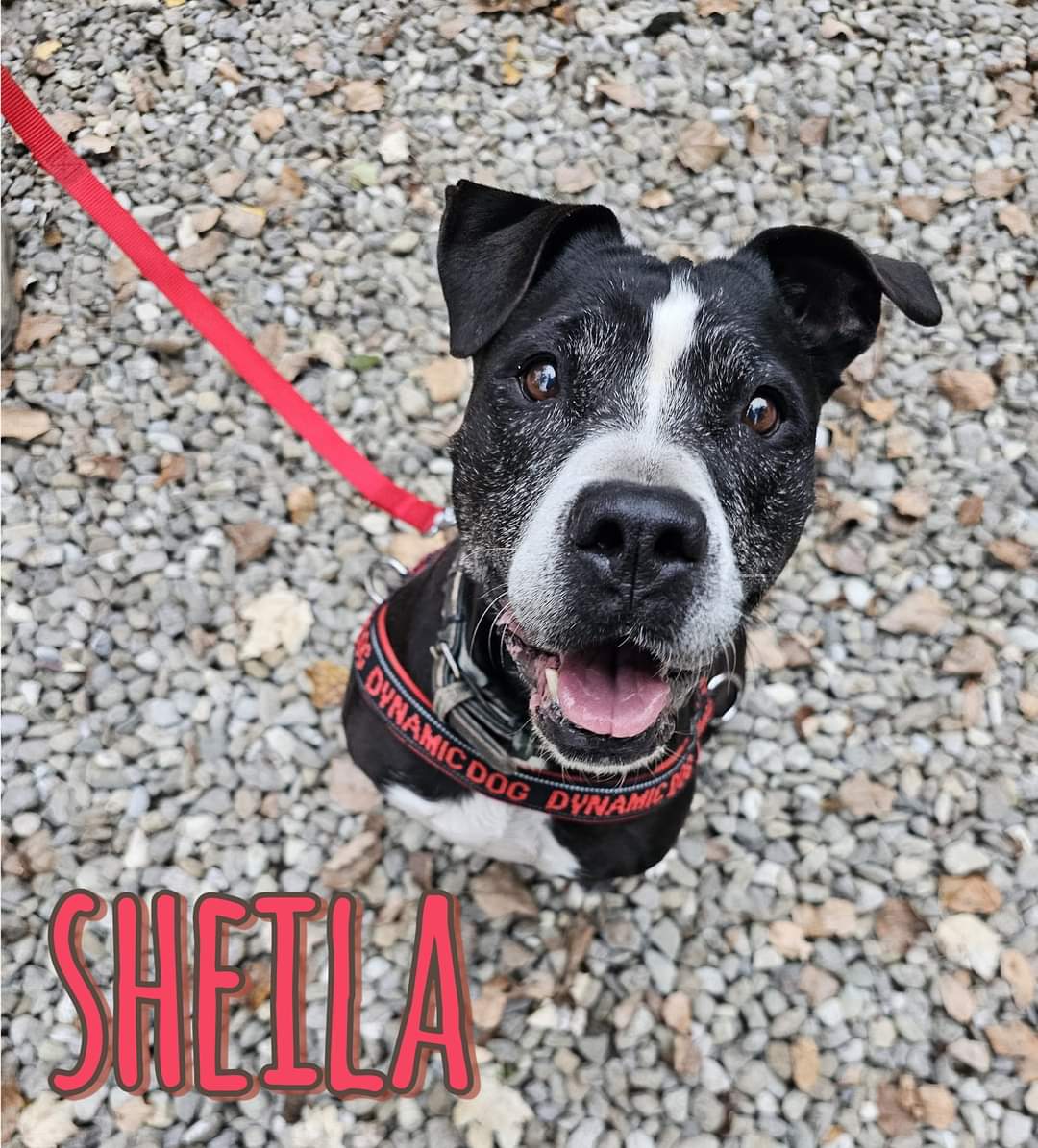 SHEILA è una dolcissima nonna mixAmstaff classe 2012  con noi dal 2017mai una richiesta non fatevi ingannare dall'età!ha un'incredibile voglia di vivere,di passeggiare È buona venite a conoscerla sarà amore a prima vista 051827697 Canile il Giovanetto San Giovanni  in Persiceto