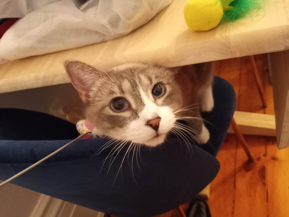 BuckyKatt's tweet photo. Heeeere's Mickey! #CatsofTwittter #CatsOfX #petsitting #adventuresinpetsitting #NJcats #catsofNJ #jerseycats https://t.co/Rg9uw86UuO