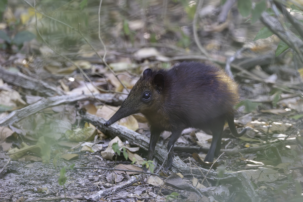 It’s #MammalMonday and our Observation of the Day is this Golden-rumped Sengi (Rhynchocyon chrysopygusseen) in #Kenya by desiredarling!

More details at: inaturalist.org/observations/2… #nature #biodiversity #mammalogy