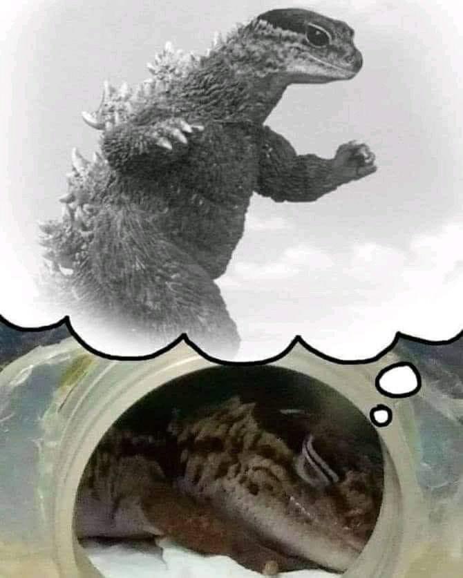 Mr_goji54's tweet photo. Good morning kaiju lovers https://t.co/rgVONm972I