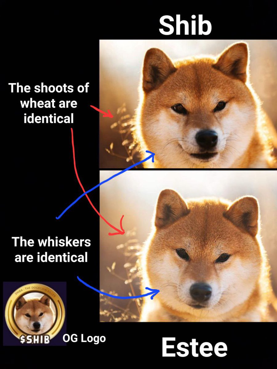 algotissues's tweet photo. @JakeGagain $ESTEE THE DOG BEHIND SHIB https://t.co/YLoFGfaTW1