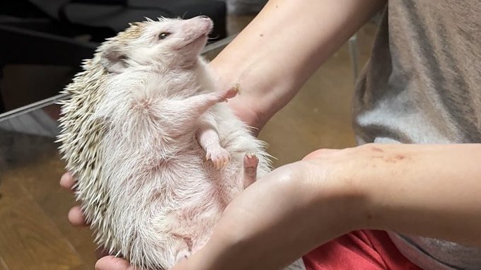 2歳を迎えたにこにこハリネズミです 