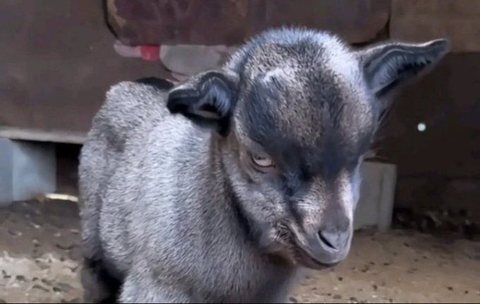 I was born Intelligent but Education spoiled me 🦊 What about you ??