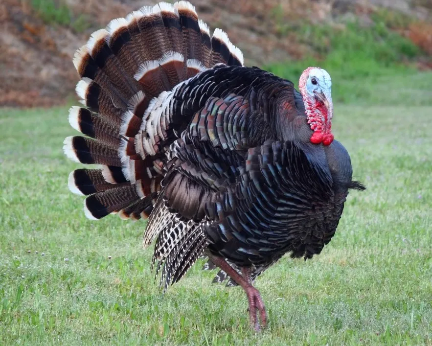 HadlTaylor's tweet photo. Are you worried about consuming antibiotics or added hormones 💉 from your turkey meat?

Don't worry! It has been illegal🚫 in the United States since the 1950s for all poultry, including turkeys and chickens. 

No need to worry, gobble gobble! 🦃🦃

#CAO24 #Agriculture https://t.co/2AKAD7OLRs