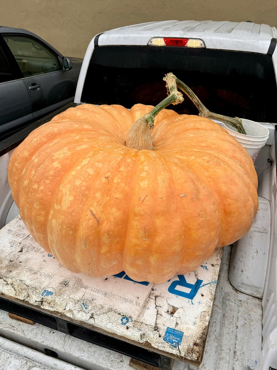 It’s anyone’s game! 🎃🎃🎃 Check out Johnston St. to see where all of the biggest gourds are getting set up, in line to be weighed. 

#pumpkins #pumpkinweighoff #pumpkinweighoff2024 #halfmoonbay #hmb #pumpkintown #worldsbiggestpumpkin