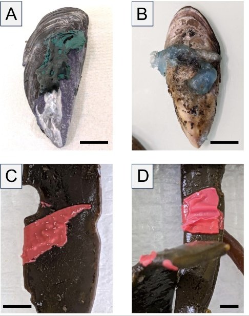 Gerardo Zardi (@zardigerardo) on Twitter photo 📢New paper out! ‘Plastiskin’, a new #plasticpollution type, affects #mussels by disrupting endolithic communities 🦠& impact #macroalgae #photosynthesis 🌱
Free access:
kwnsfk27.r.eu-west-1.awstrack.me/L0/https:%2F%2…
#MarinePollution <a href="/UMR_BOREA/">Laboratoire BOREA</a> <a href="/univ_lille/">Université de Lille</a> <a href="/LOG_labo/">Laboratoire d’Océanologie et de Géosciences</a> <a href="/RechercheUlille/">Recherche - Université de Lille</a> <a href="/fst_univlille/">fst_univlille</a> 📢New paper out! ‘Plastiskin’, a new #plasticpollution type, affects #mussels by disrupting endolithic communities 🦠& impact #macroalgae #photosynthesis 🌱
Free access:
kwnsfk27.r.eu-west-1.awstrack.me/L0/https:%2F%2…
#MarinePollution <a href="/UMR_BOREA/">Laboratoire BOREA</a> <a href="/univ_lille/">Université de Lille</a> <a href="/LOG_labo/">Laboratoire d’Océanologie et de Géosciences</a> <a href="/RechercheUlille/">Recherche - Université de Lille</a> <a href="/fst_univlille/">fst_univlille</a>