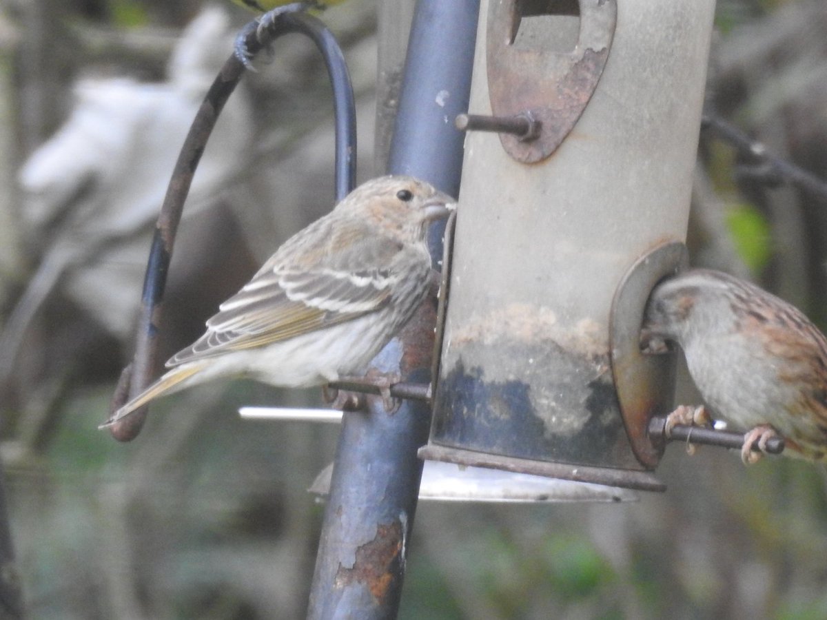 Mary Cadogan (@marycadogan1) on Twitter photo Common Rosefinch still present on Cape Clear. <a href="/BirdWatchIE/">BirdWatch Ireland</a> <a href="/CCBOIE/">Cape Clear Bird Obs</a> <a href="/oliver_geoff/">Geoff Oliver</a> Common Rosefinch still present on Cape Clear. <a href="/BirdWatchIE/">BirdWatch Ireland</a> <a href="/CCBOIE/">Cape Clear Bird Obs</a> <a href="/oliver_geoff/">Geoff Oliver</a>