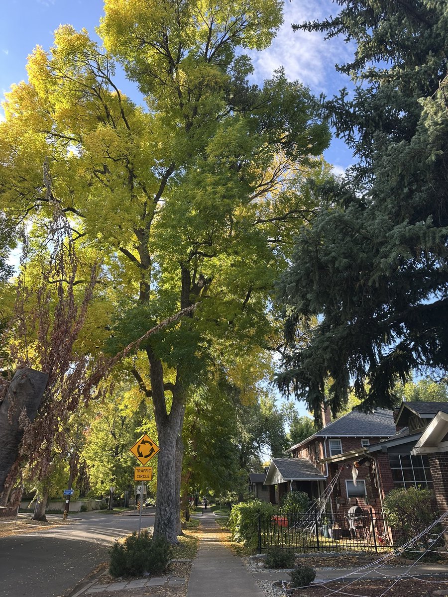 Tridariuso's tweet photo. morning walk going off https://t.co/RPIEor0QYU