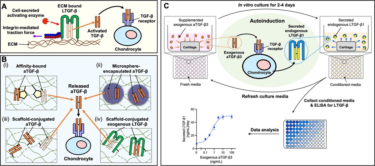 Check out this recent methods article from <a href="/AlbroLab/">AlbroLab</a> <a href="/BostonU_BME/">Boston University Biomedical Engineering</a> on autoinduction-based quantification of in situ TGF-β activity in native and engineered cartilage!

Read more here: doi.org/10.1089/ten.te…