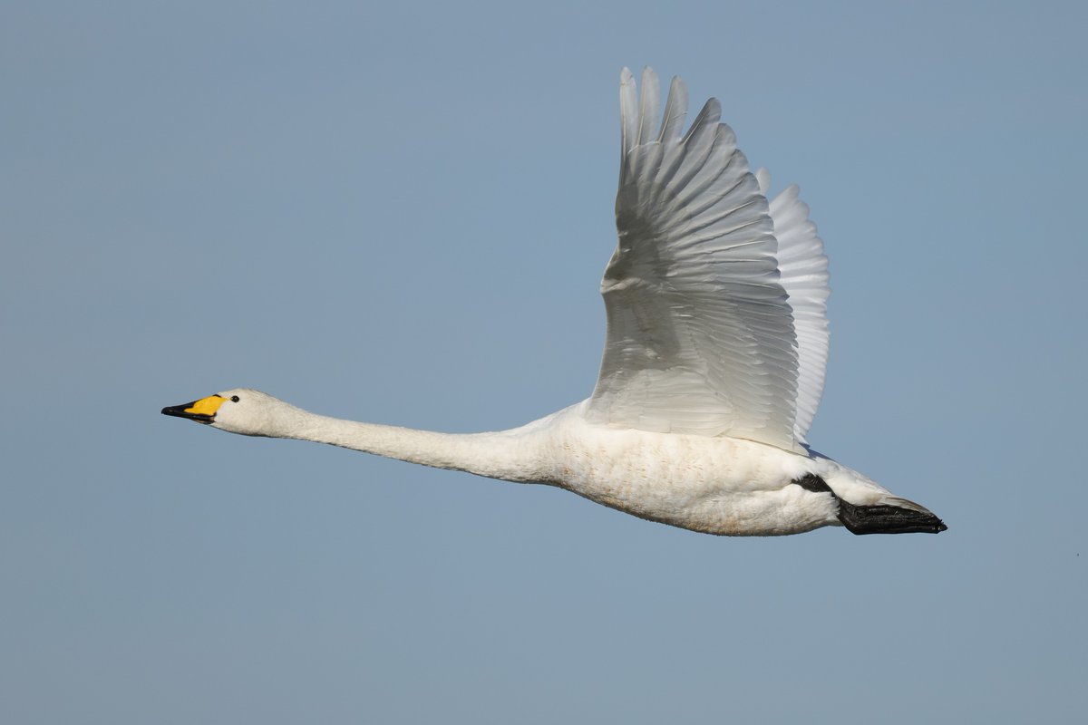 YorksWildlife's tweet photo. What a whooper! 🤩🦢

📷Michael Rusling - @NorthCaveWet https://t.co/lb1HumYzoI