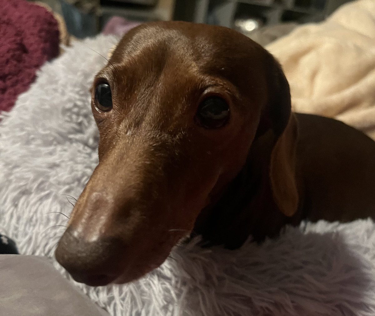 Subathon day 2 :) live now on twitch as DaynaEh