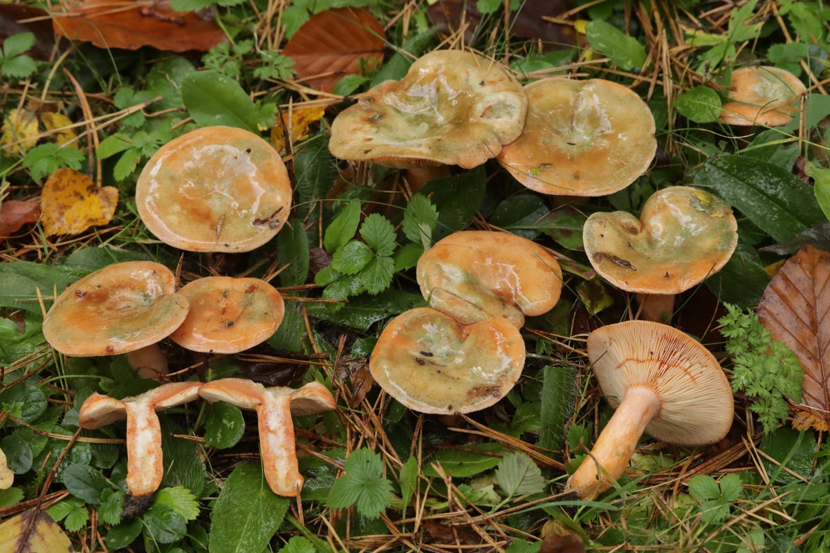 RPilze's tweet photo. Lactarius semisanguifluus
#Lactariussemisanguifluus #Lactarius #SpangrünerKiefernReizker #mushroom #mushrooms #fungus #fungi #pilz #pilze #champignons #champignon #nature #natur #FungiFriends https://t.co/tK6ahBZv2x